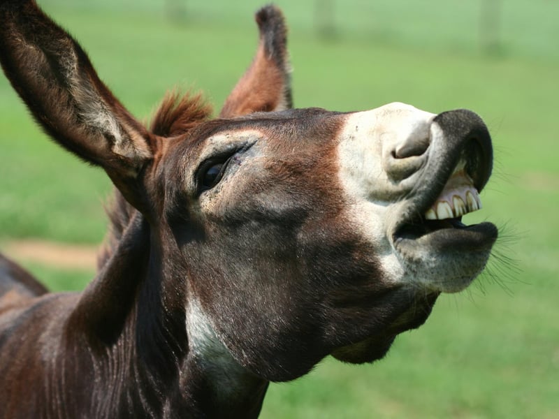 Any person could read this and easily assume it refers to the call of a Donkey, but actually in Scotland if you're saying someone will get "hee haw" you're saying they'll get nothing.