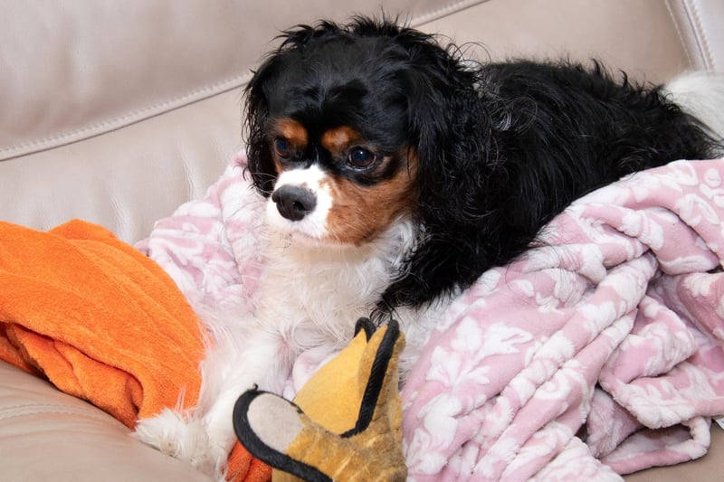 Every bit as loving as they look, the loyal and affectionate Cavalier King Charles Spaniel is another dog that will follow you around the house.