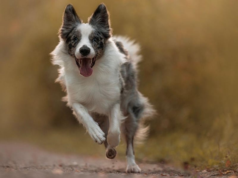 Bred to herd livestock, Border Collies have no problem outrunning sheep with a top speed of 30mph.