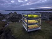 The Dandelion project is described as a 'reimagination of the harvest festival' in Scotland.