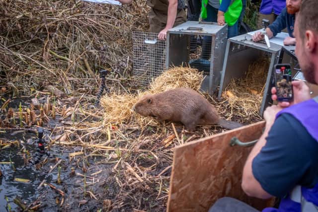 The Asbo beavers, which were removed from an area in Scotland where their presence was a nuisance, have been freed in an eight-acre enclosure at Paradise Fields in urban Greenford, Ealing, in west London. Picture: Caroline Farrow