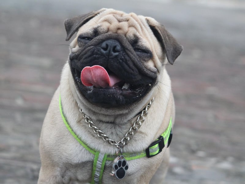 The tiny Pug is another flat-faced breed that needs to stay out of the sun - being three times more at risk of heatstroke than the Lab.