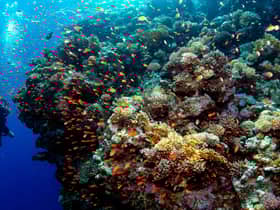 If global warming reaches 2C, virtually all the world's coral reefs are expected to be lost (Picture: Emily Irving-Swift/AFP via Getty Images)