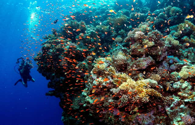 If global warming reaches 2C, virtually all the world's coral reefs are expected to be lost (Picture: Emily Irving-Swift/AFP via Getty Images)