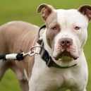 XL Bully dogs were being stolen last year.