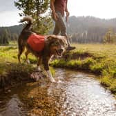 Could your dog's outdoor gear do with a clean?