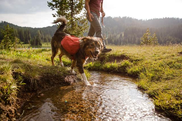 Could your dog's outdoor gear do with a clean?