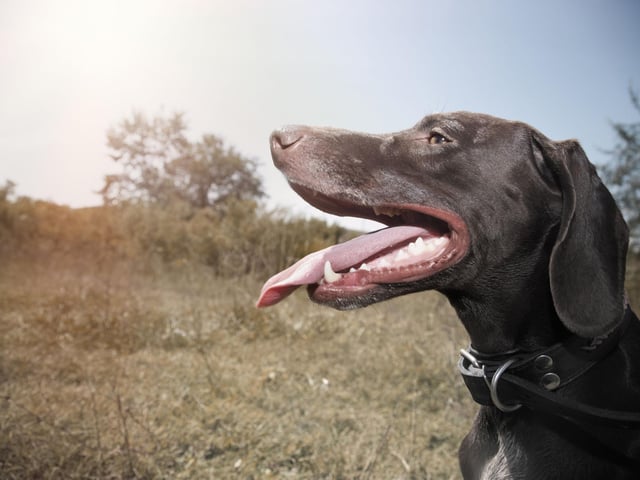 Expect to spend around £1,045 per year on a German Short Haired Pointer - a lifetime cost of £16,547.