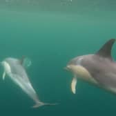 This stunning underwater footage shows a pod of around 40 dolphins swimming through transparent waters off the coast of Mull. Tour guide Martin Keivers, 60, used an underwater camera to film as he took a boat out on Thursday.
