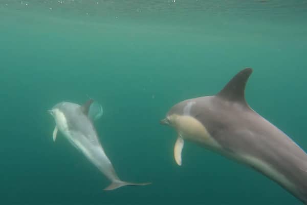 This stunning underwater footage shows a pod of around 40 dolphins swimming through transparent waters off the coast of Mull. Tour guide Martin Keivers, 60, used an underwater camera to film as he took a boat out on Thursday.