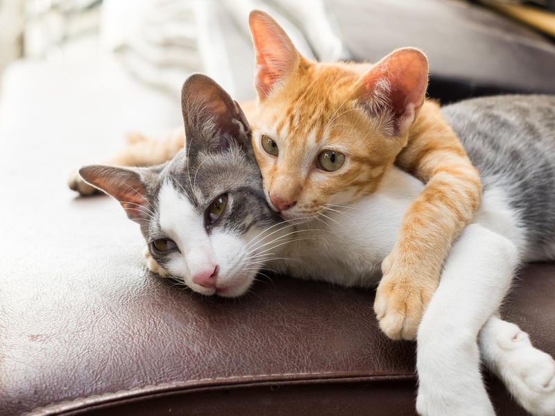 Meaning 'beautiful' in Italian, Bella is the seventh most popular cat name in the UK.