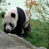 Giant panda Yang Guang pictured at Edinburgh Zoo