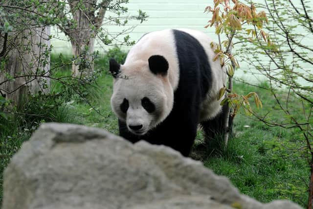 Giant panda Yang Guang pictured at Edinburgh Zoo