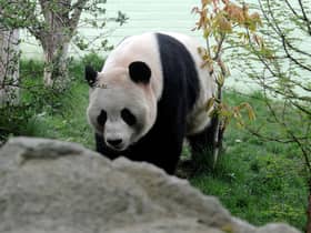 Giant panda Yang Guang pictured at Edinburgh Zoo