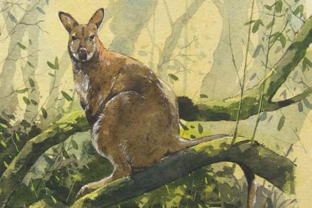 The red-necked wallaby may not be native to Scotland but it is one of a number of alien species that nowadays resides here -- and now has its own Gaelic name, uallabaidh ruadh-mhuinealach. Picture: Derek Robertson