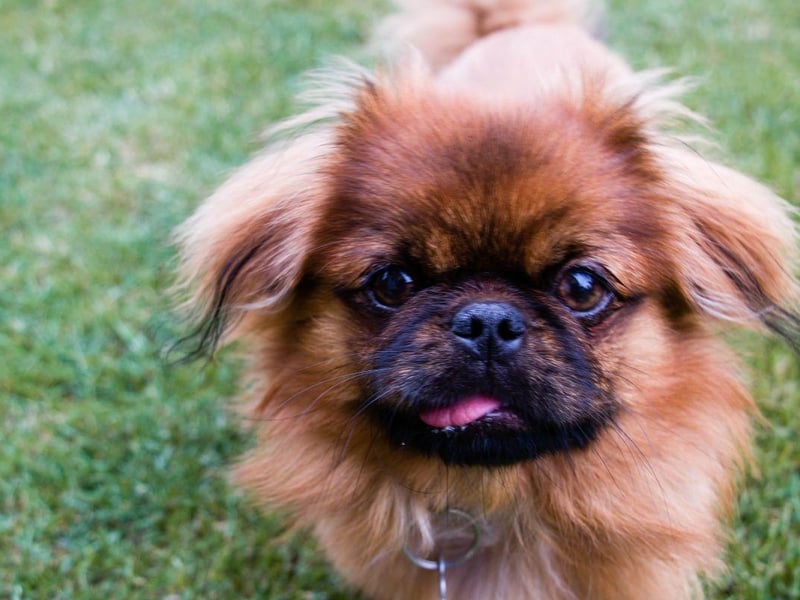This breed was another favourite of Chinese emperors, with their history being traced back to 200 BC. Smaller dogs could be hidden up sleeves and used as surprise guard dogs, and anyone attempting to steal one from the palace was punished with death.