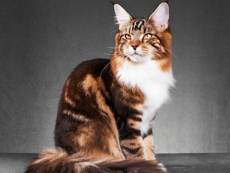 This large and loving cat breed are known for the loyalty they give to their owners.