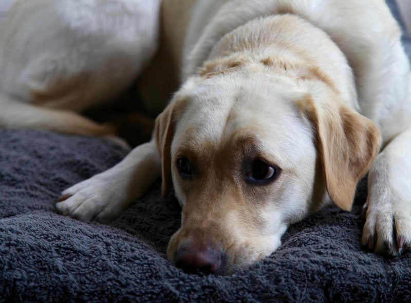 The first controversial entry on this list is the Labrador Retriever - the world's most popular dog. They may be supremely cuddly and loving but they shed lots of fur and also have a tendency to be quite energetic.