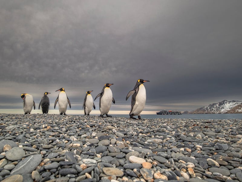 Wimbledon-based Paul Goldstein snapped the distinctive birds on a recent expedition he led to South Georgia.