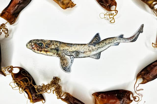 The artist is collaborating with conservationists to help highlight the plight of threatened shark species. Picture: Rachel Brooks