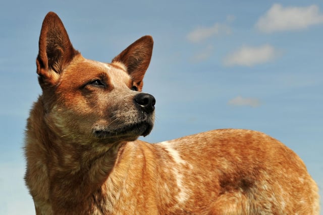 Still used today to herd animals on Outback ranches, the Australian Cattle Dog may not be a common site in Britain's parks but it has brains to spare. They respond particularly well to structured training, while also have an incredible ability to learn for themselves.