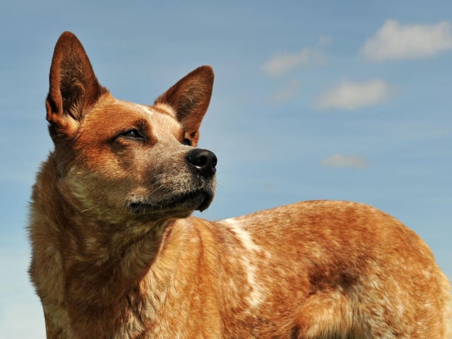 Still used today to herd animals on Outback ranches, the Australian Cattle Dog may not be a common site in Britain's parks but it has brains to spare. They respond particularly well to structured training, while also have an incredible ability to learn for themselves.