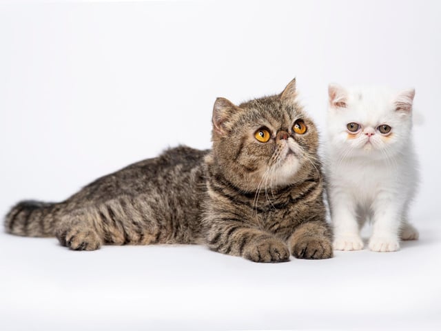 American's most popular cat breed, the Exotic Shorthair, are loving, very sweet and playful. They are often known to show more affection and loyalty than other feline breeds.