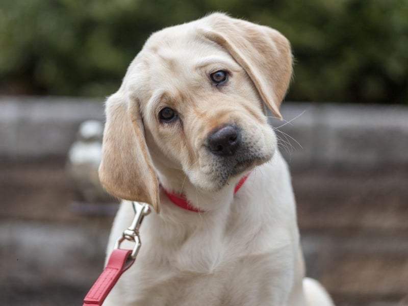 The Labrador Retriever is the most popular dog in the UK and their quick learning and curious nature makes them perfect for guide dogs or hearing dogs.
