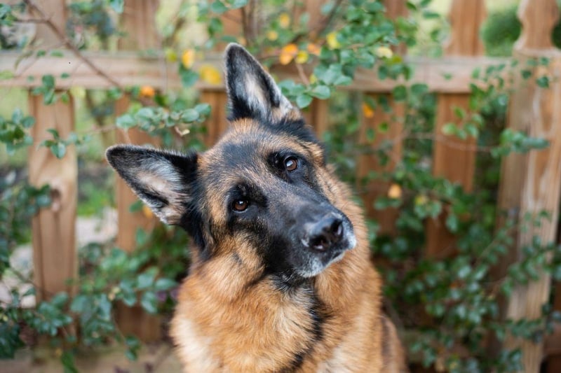 Larger dogs are generally more likely to develop hip dysplasia, with the German Shepherd being a case in point. They are most likely to suffer from the condition later in life, at around the age of seven.