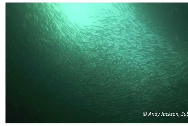Herring have been filmed spawning in large numbers off the Wester Ross coast