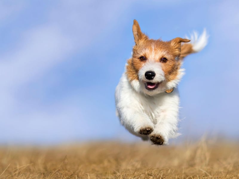 If your pup has a shiny and clean coat it's a great indication that they are in good health - it means that they are shedding well and are producing the requisite natural oils they need, with no need for extra bathing or grooming. If a dog is constantly scratching and licking their coat it can be a sign of everything from fleas to a skin allergy.