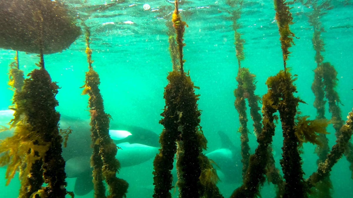 Drone films ‘special’ footage of seal using mussel farm to hide from orcas