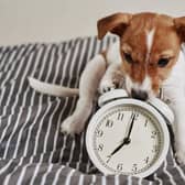 The clocks going back can have an impact on our furry friends - but there are things you can do to help.