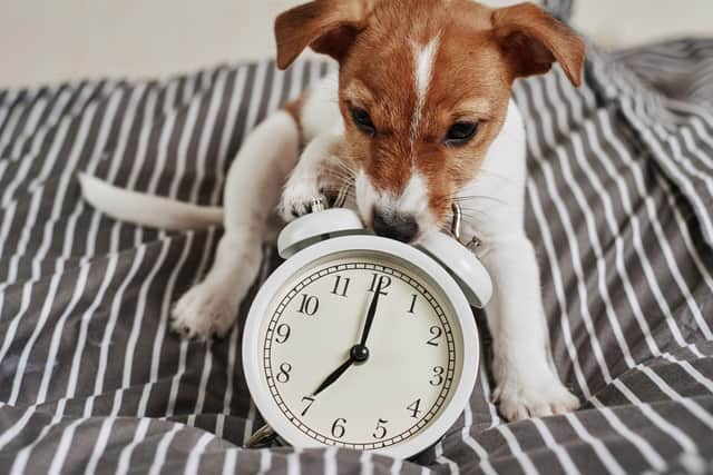 The clocks going back can have an impact on our furry friends - but there are things you can do to help.
