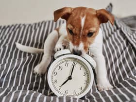 The clocks going back can have an impact on our furry friends - but there are things you can do to help.