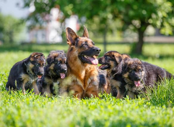 THe history of the German Shepherd began in 1889, when German breeder Max von Stephanitz bought a "wolf-like dog with yellow and black markings". He changed its name from  Hektor Linksrhein to Horand von Grafrath and set up the German Shepherd Dog Club with guidelines for the breed’s standard and the motto "utility and intelligence".