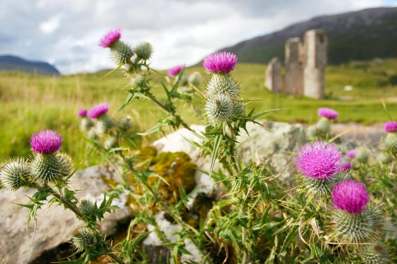 Scottish songwriter and folk musician Roy Murdoch Buchanan Williamson wrote this song in the 1960's and it was first heard publicly in 1967. It has since become the national anthem of Scotland used at sporting events and other important occasions.