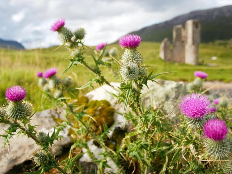 Scottish songwriter and folk musician Roy Murdoch Buchanan Williamson wrote this song in the 1960's and it was first heard publicly in 1967. It has since become the national anthem of Scotland used at sporting events and other important occasions.
