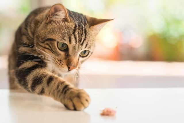 Several cats were left with serious injuries in Ayrshire. This image is not of one of the cats affected. Pic: Krakenimages-Shutterstock