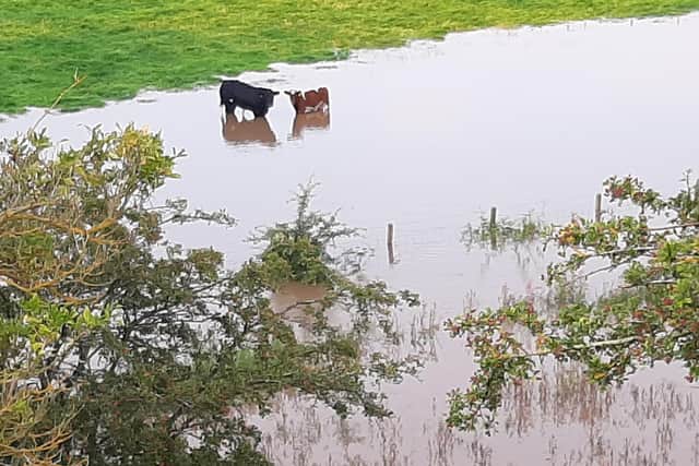 Animals in one of the fields at Myrehead Farm that flooded when the Union Canal breached last August.