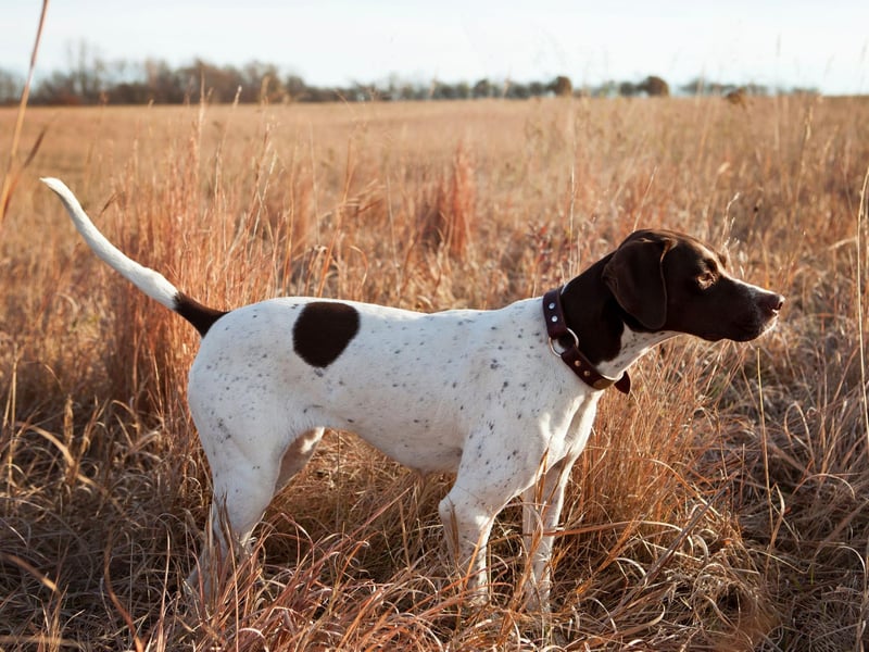 Sometimes known as the English Pointer, the Pointer is considered one of the finest and most stylish of gundogs. They are adaptable, obedient dogs who are more aloof than the other dogs on this list - perhaps due to their greyhound lineage. Due to their athletic nature, they need plenty of exercise.