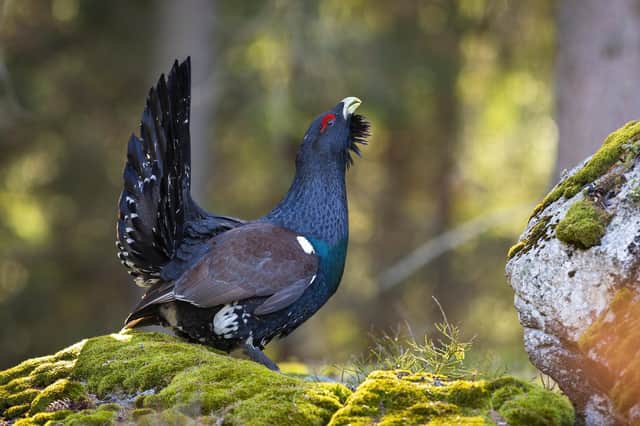 Scotland’s capercaillie population is feared to have fallen by a third in just six years (Picture: Getty Images/iStockphoto)