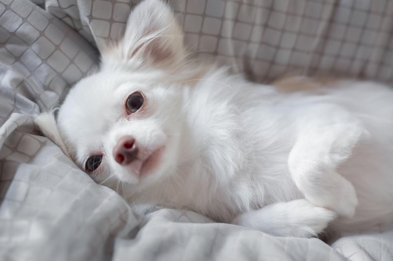 If space is at a premium then you can't get a better sleeping partner than the Chihuahua - the world's smallest dog. These dogs are packed with character and love staying close to their beloved owners all the time.