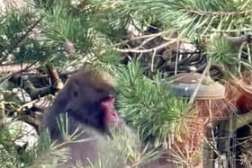 A Japanese Macaque that went on the run for four nights in the Highlands has been captured and returned to its home at the Highland Wildlife Park at Kincraig. PIC: Carl Nagle.