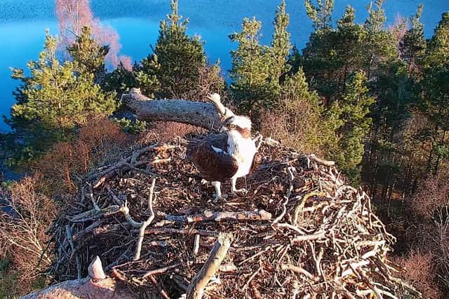 Wildlife fans across the globe witnessed Laddie touch down at Loch of the Lowes via a webcam at the nest, where he wasted no time before beginning some spring cleaning in preparation for the breeding season