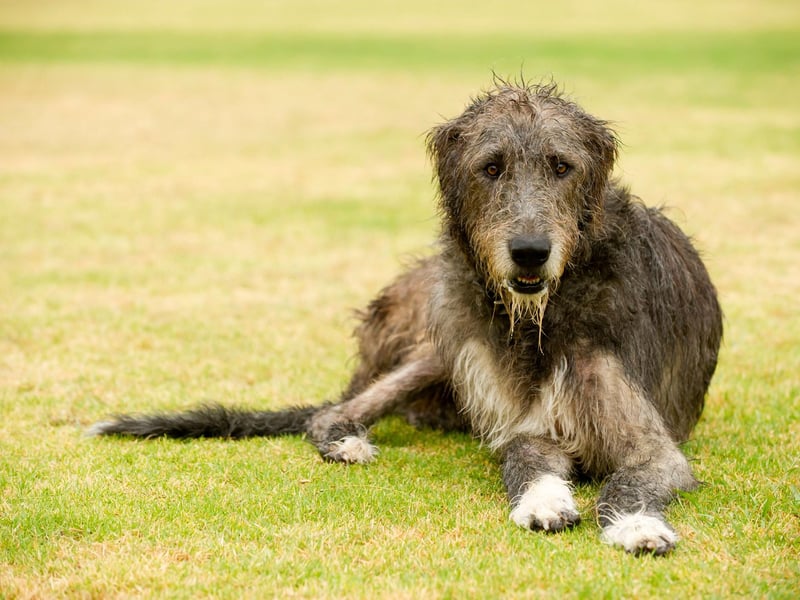 This gentle giant is a great family pet due to its lovely temperament, as well as being good with children. At its 2022 peak, the Irish Wolfhound received 68k average monthly searches, up 57% since 2020. They adore to snuggle, although they may take up quite a lot of the sofa.