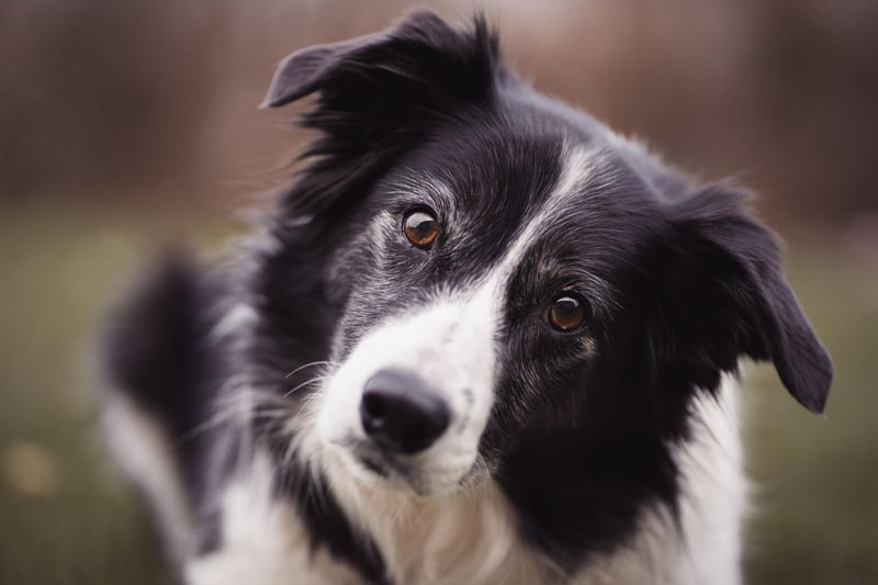 The Border Collie is the world's most intelligent dog breed, but they have been bred to herd and protect livestock - using their teeth if necessary. They may well give a nip while playing or exercising with their owner, but a stern word will let them know it's not acceptable. In every other way they are a loving and gentle family dog.