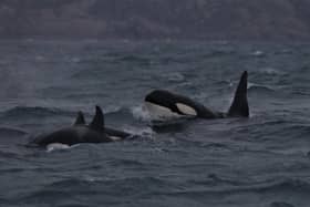 The UK's only resident killer whales are based in Scotland, but experts fear they are destined to die off - blaming a build-up of toxic chemicals in their systems for their failure to produce offspring. Picture: Hebridean Whale and Dolphin Trust