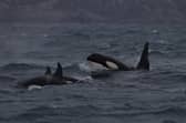 The UK's only resident killer whales are based in Scotland, but experts fear they are destined to die off - blaming a build-up of toxic chemicals in their systems for their failure to produce offspring. Picture: Hebridean Whale and Dolphin Trust