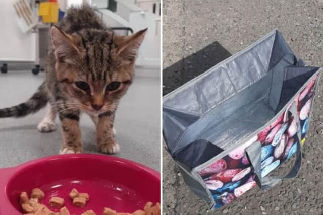 All three kittens were dumped in this Aldi bag - just one survived.